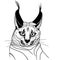 Cat caracal kitten wild animal sketch tattoo vector