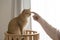 cat care concept with gold british cat during play with owner finger