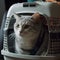 A cat in a carrier at a reception at a veterinary clinic, at a train station or at the airport with a person. The