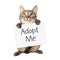 Cat Carrying Adopt Me Sign