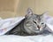 Cat, cat in a bed, funny sleepy cat, cat hiding in a bed, playing cat, cat under the cover, cute funny cat close up, domestic cat,