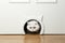 A cat in a cat door hole. A white domestic cat sits outside the door in a room at home and looks