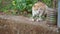 Cat. cat that eats leftovers in the garden. beautiful cat . wildcat , wild cat. mammals, mammal animals, animal, wildlife, wild na