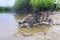 cat catches fish standing on the sandy shore and lowering his face into the water of the pond