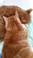 Cat Cats Ginger-cats Feline-snuggle Kitties