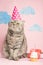 Cat celebrates birthday, on a pink background