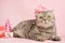 Cat celebrates birthday, on a pink background