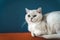 The cat is in the chair. A white British cat lies and rests on a large armchair in a cozy living room against a blue