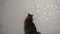 Cat chasing laser pointer towards camera. Slowmo