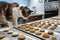 cat chef, putting the finishing touches on plate of delectable treats for their furry friends