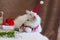 Cat in a Christmas cap. Kitten in a Santa suit