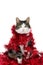 Cat with Christmas garlands