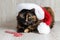 Cat in a Christmas hat with an angry look lying near the candy