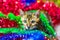 Cat in Christmas multicolor tinsel