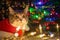 Cat in christmas session