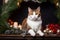 A cat in a Christmas setup. Studio portrait, winter festive season template