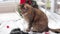 Cat with Christmas toys for decoration. Cat on a Christmas background