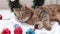 Cat with Christmas toys for decoration. Cat on a Christmas background