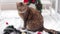 Cat with Christmas toys for decoration. Cat on a Christmas background