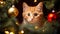 Cat in a Christmass scenery. Ai generative