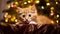 Cat in a Christmass scenery. Ai generative