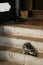 A cat is cleaning itself in front of the entrance of a temple (Bhutan)