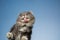 cat cleaning window licking invisible glass on blue sky