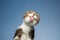 cat cleaning window licking invisible glass on blue sky background