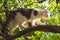 Cat climb apple tree
