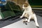 Cat climb on car can damage paint with paws claws
