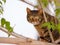 cat climbed fence over tree in summer garden and looks