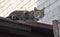 Cat climbed high on the roof