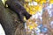 The cat climbs on a tree trunk in the city on a beautiful autumn background