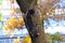The cat climbs on a tree trunk in the city on a beautiful autumn background