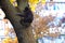 The cat climbs on a tree trunk in the city on a beautiful autumn background