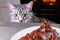 Cat close-up glances at piece meat. Pet watch from behind kitchen table. Gray cat looks at background of kitchen and a large piece