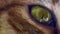 Cat close-up portrait