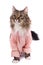 Cat clothed pink bathrobe