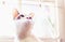 Cat with collar, cat after surgery, pain in cats, painful pets, Collar Cone Translucent Recovery Plastic Protective Collar Anti-