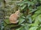 Cat color ginger looking at the camera in the garden with the green plants