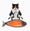 Cat colored eats salmon from fish shaped plate