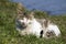 Cat with a conjunctivitis eyes basks in the sun lying on the green grass