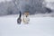 cat and corgi dog walk together on white snow in a sunny winter garden