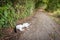 Cat on a Country Road