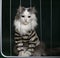 Cat criminal behind bars