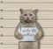 Cat criminal stole 100 dollars