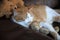 Cat cuddled up with teddy bears