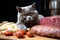 Cat and cuisine Gray British cat relishing sausage salami delightfully