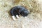 A cat curled up on hay