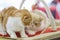 Cat cute animal pet domestic,  fluffy adorable